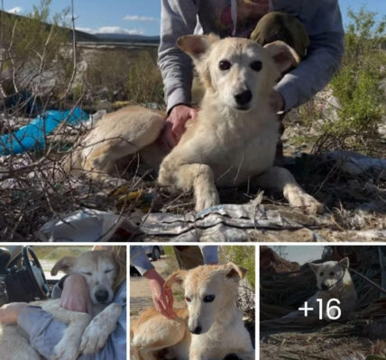 The poor blind dog was found in the middle of a landfill with his body full of wounds and broken bones of his wife.