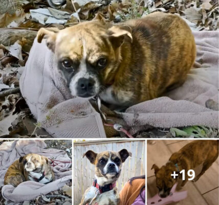 From Neglect and Despair to Love and Redemption: A Journey from Abandonment to a Cherished Home.