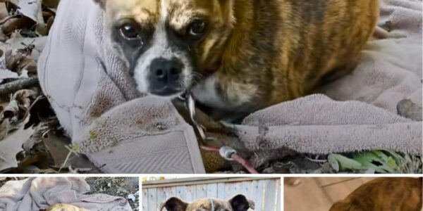 From Neglect and Despair to Love and Redemption: A Journey from Abandonment to a Cherished Home.