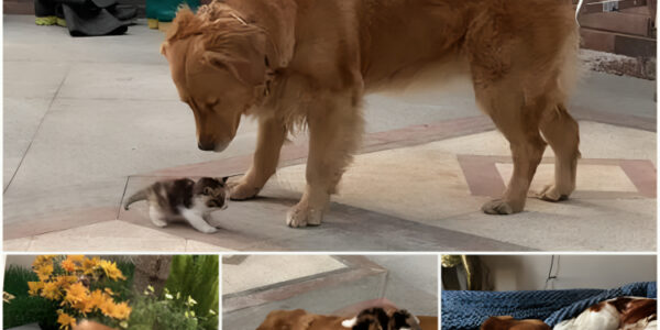 "A Faithful Dog Leads Her Owner to a Helpless Kitten Abandoned on the Streets, Demonstrating an Unwavering Commitment to Bring the Tiny Feline Into Their Home—A Heartwarming Testament to Boundless Compassion and Empathy That Transcends Species Boundaries."