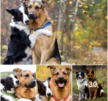 In a Shelter, Two Dogs Share a Heartfelt Embrace, Their Bodies Intertwined as They Seem to Plead for a Permanent, Loving Home, Evoking Deep Emotional Responses from All Who Witness Their Longing for Companionship and Security.