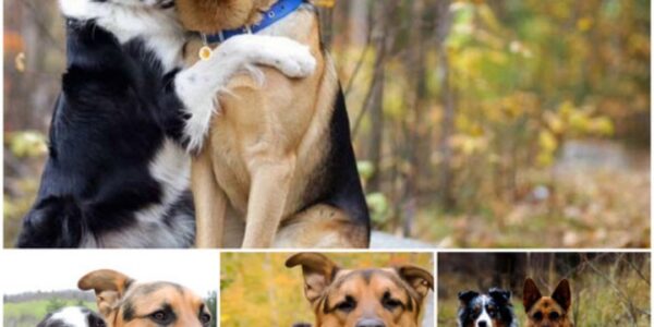 In a Shelter, Two Dogs Share a Heartfelt Embrace, Their Bodies Intertwined as They Seem to Plead for a Permanent, Loving Home, Evoking Deep Emotional Responses from All Who Witness Their Longing for Companionship and Security.