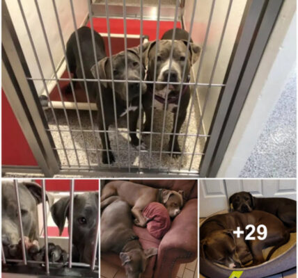 Two Overlooked and Unwanted Pit Bulls Find Comfort in Each Other’s Company at the Shelter, Forming an Unbreakable Bond That Ultimately Leads Them to a Loving Forever Home Where They Can Stay Together.