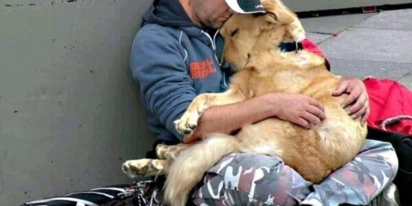 Unbroken Bonds: Homeless Dog's Unwavering Devotion to Owner Warms Hearts Amidst Adversity.