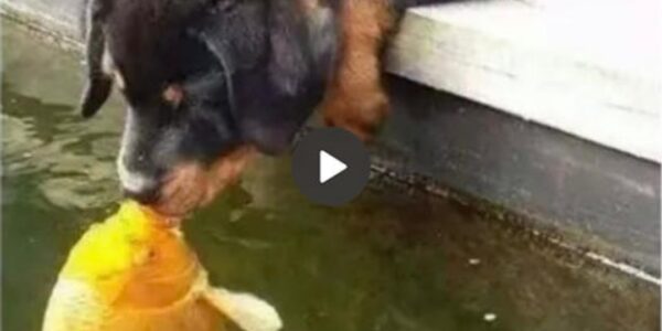 A Magical Story Unfolds: A Puppy Tenderly Kisses a Golden Koi Fish, Marking the Beginning of a Heartwarming Journey Filled with Love and Harmony