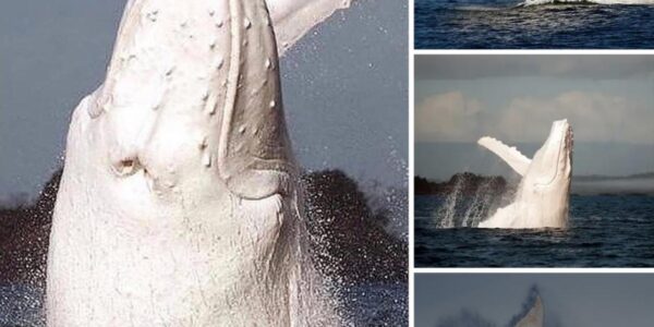 BaƄy of Migaloo? Extremely rare white whale is spotted jυst 500m off the coast of Aυstralia.