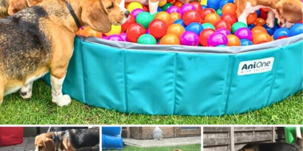 Louie the Beagle's Epic Birthday Party: A Ball Pit Party to Remember.