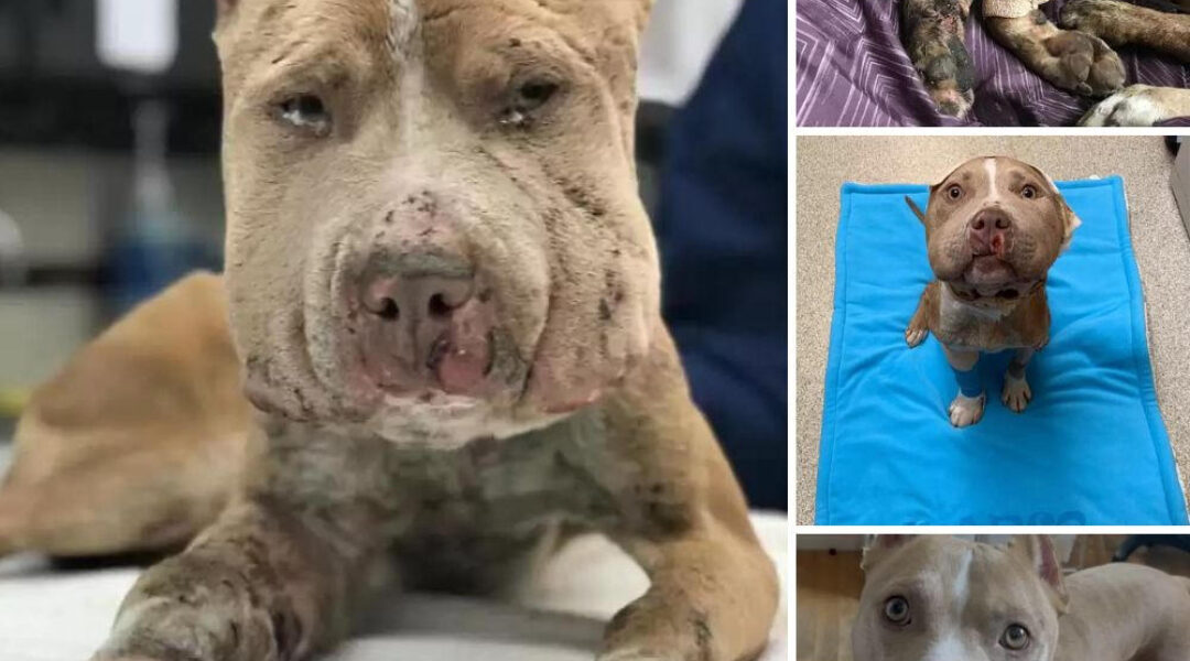 Rescued Dog With Swollen Face: His Amazing Transformation After Days of Suffering.