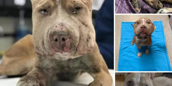 Rescued Dog With Swollen Face: His Amazing Transformation After Days of Suffering.