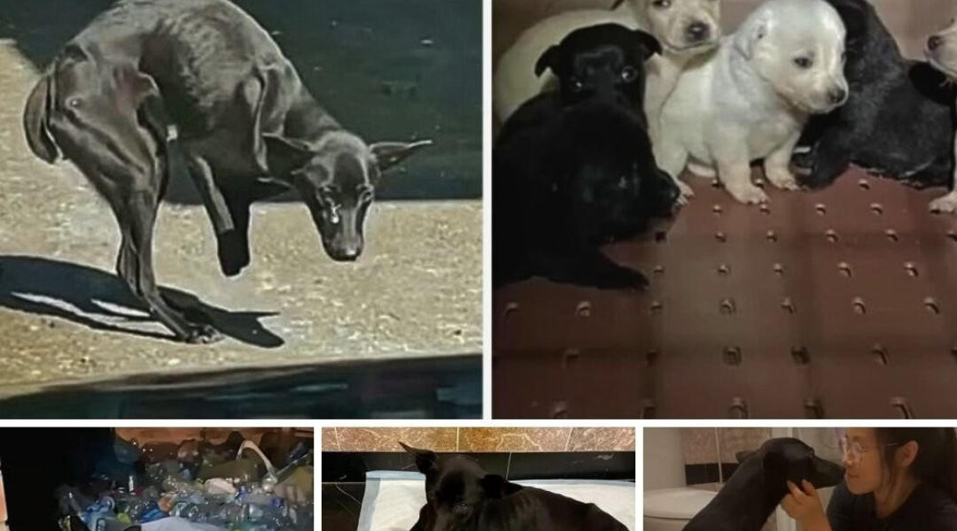 For a month filled with adversity, a brave mother dog missing two front legs has desperately pleaded for help to feed and protect her six adorable, defenseless puppies.