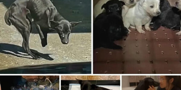 For a month filled with adversity, a brave mother dog missing two front legs has desperately pleaded for help to feed and protect her six adorable, defenseless puppies.