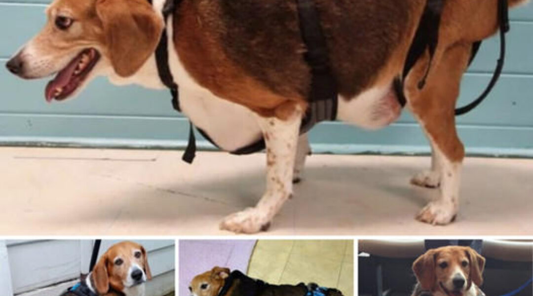 Portly Pup: Overweight Beagle Discovered in a State of Immobile Overindulgence