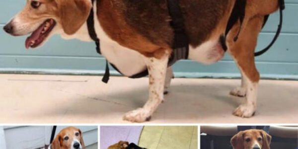 Portly Pup: Overweight Beagle Discovered in a State of Immobile Overindulgence