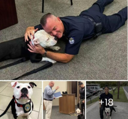 Homeless Dog Visits Police Department for a Day and Ends Up Staying Forever