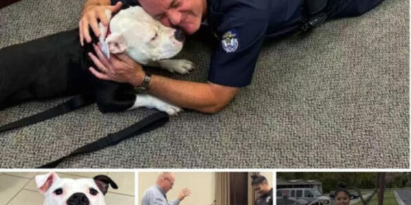 Homeless Dog Visits Police Department for a Day and Ends Up Staying Forever