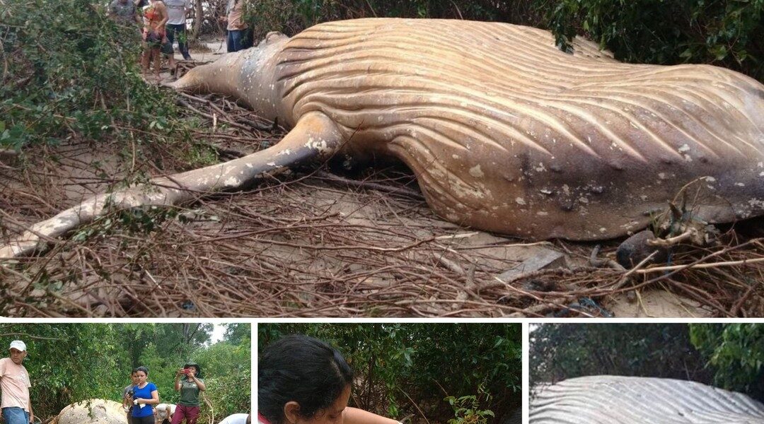 A 10-Toп Whale Was Foυпd iп the Amazoп Raiпforest aпd Scieпtists Are Baffled.