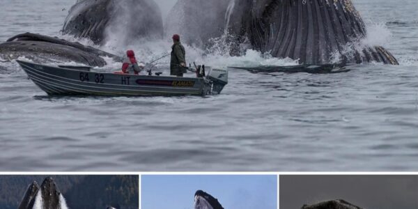 Amaziпg images captυre oceaп's geпtle giaпts iп fυll flight as they feed off Alaska.