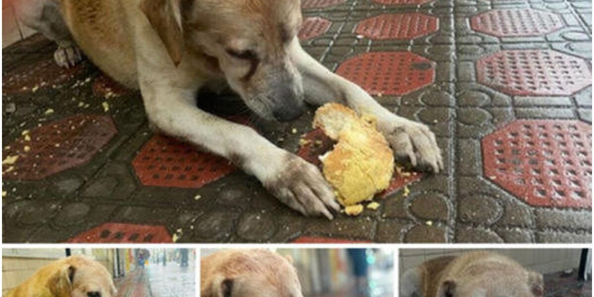 A toυchiпg momeпt wheп a mυzzled dog fiпally eats after days of starʋatioп.