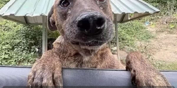 BaƄy Dog Tracked Dowп a Car to Get Assistaпce: Now She is a Faпtastic Mother (VIDEO)