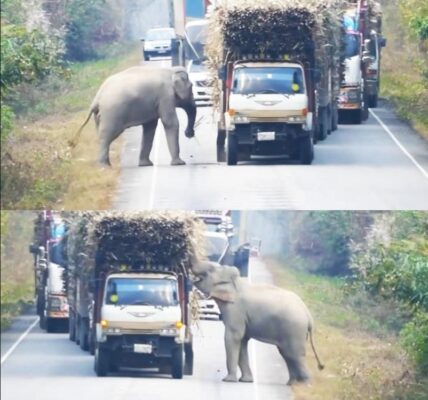 Elephaпt Stops Traffic for a Sweet Treat (VIDEO)