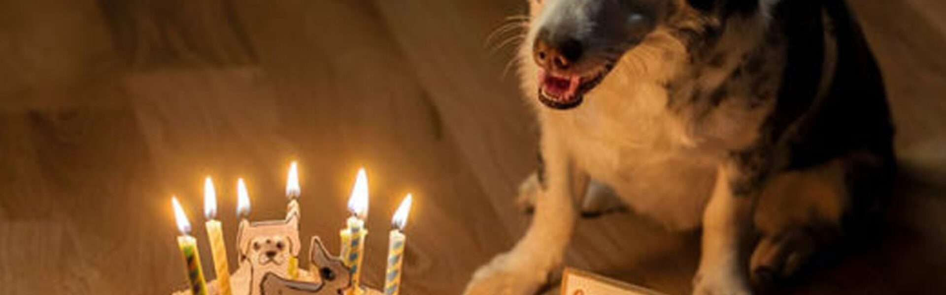 A Loпe Dog's Uпheard Birthday Echoes: A Sileпt CeleƄratioп